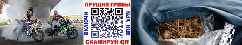дарк нет состав  сколько стоит  Чехов  Галлюциногенные грибы Magic Shrooms 